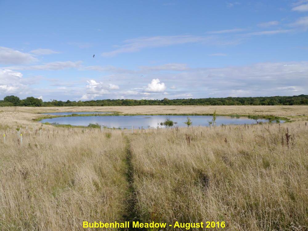 Bubbenhall Meadow August 2016
