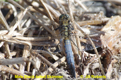 Jill Roberts- Black-tailed Skimmer 12/9/2016