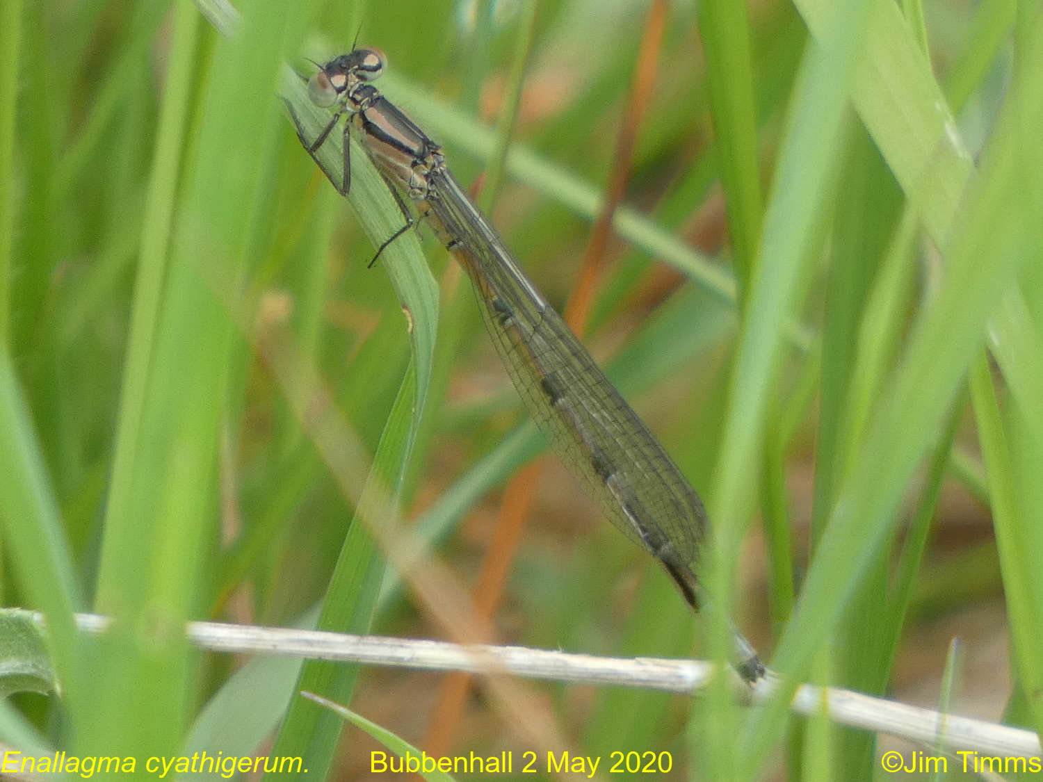 RVD at Earlswood Lakes 4/7/2019