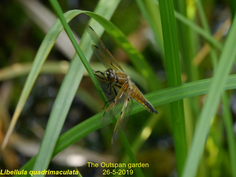 Garden Four Spots 26/5/2019