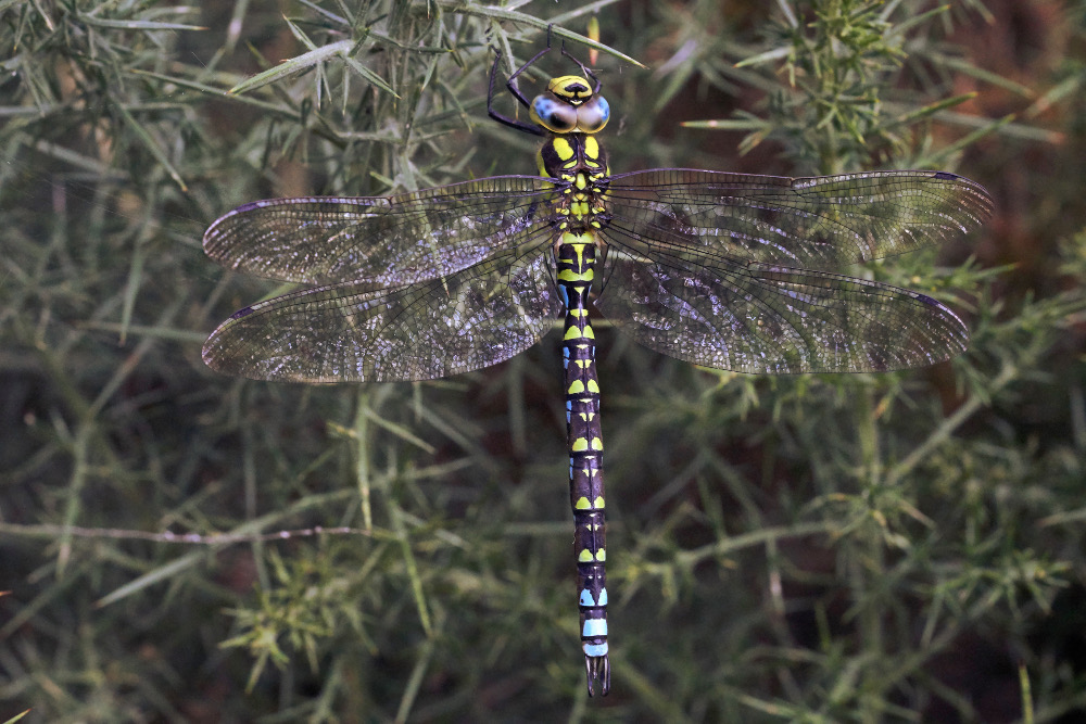 Male Southern Hawker at Bubbenhall meadow 22/9/2018