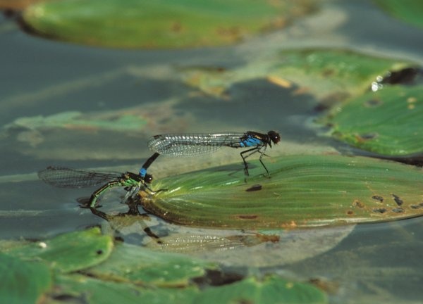 Large Red-eyes ovipositing