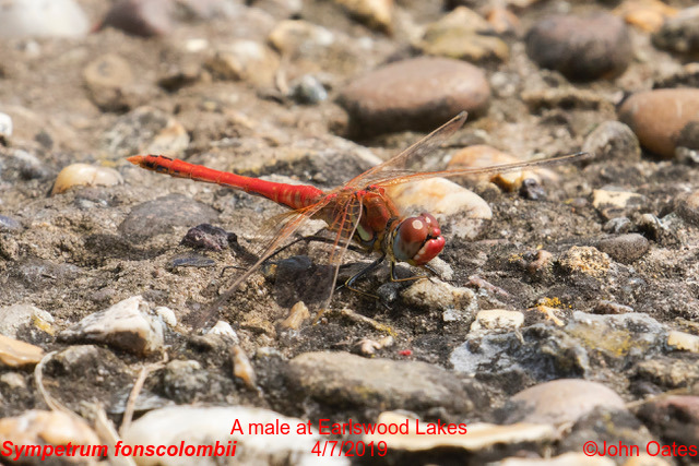 RVD at Earlswood Lakes 4/7/2019