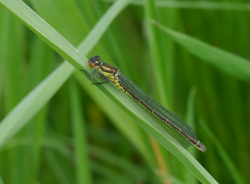 Red-eye at
                                                                      Wormleighton 13/5/2016