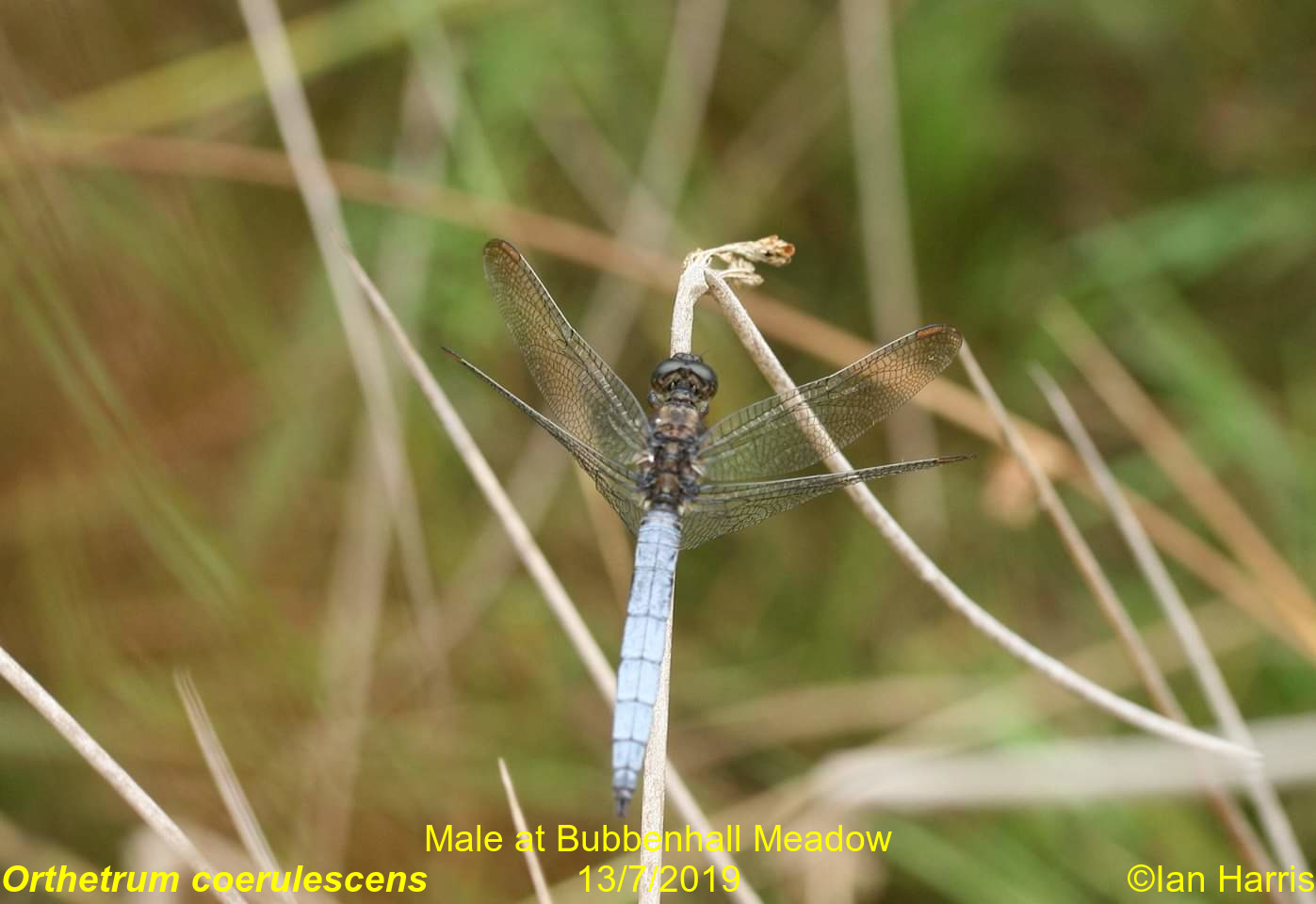 Keeled Skimmer at Bubbenhall 13/7/2019
