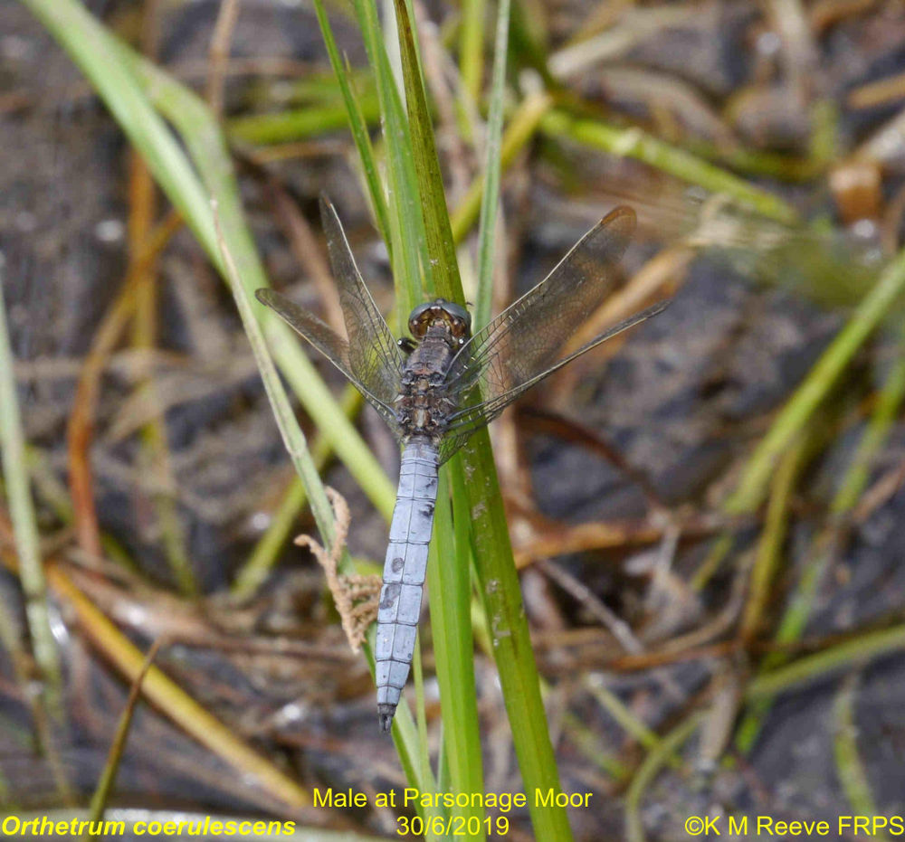 RVD at Earlswood Lakes 4/7/2019