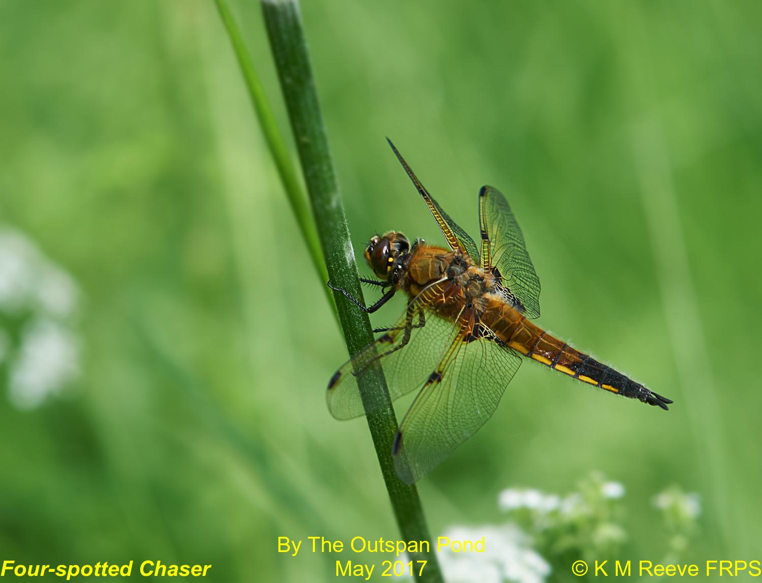 Outspan pics 4/7/2019