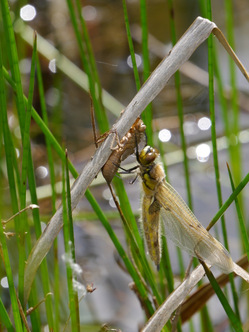 Quad
                         emerging at alvecote Wood 22-5-2016