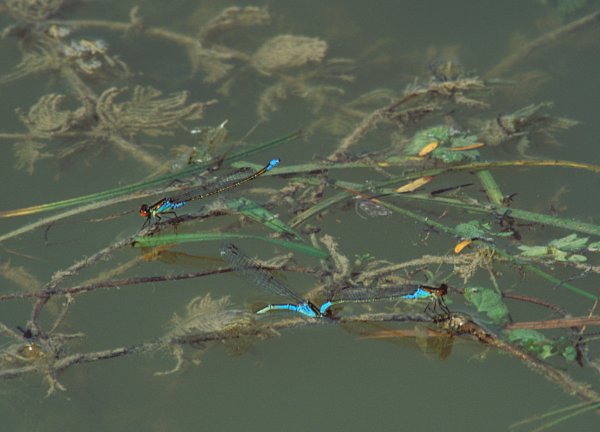 Small Red-eyes ovipositing