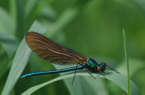 Beautiful Demoiselle, Stour 14/5/2016