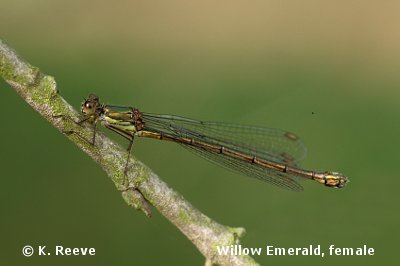 Willow emerald - female