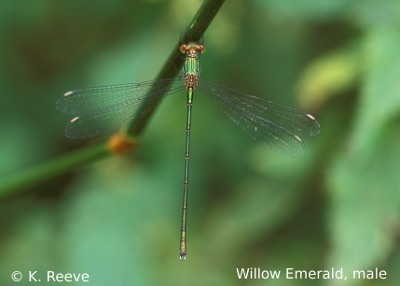 Willow Emerald - male