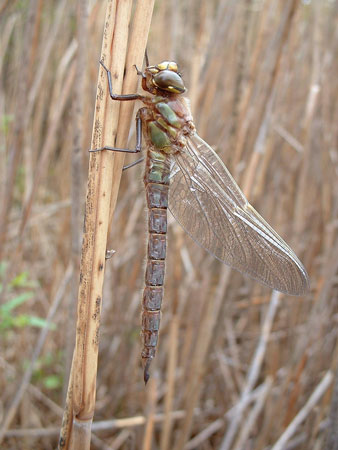 Identify+dragonflies+uk